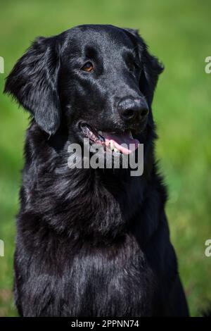 Flat Coated Retriever Stock Photo