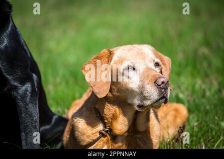 Labrador Retriever Stock Photo