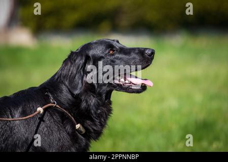 Flat Coated Retriever Stock Photo
