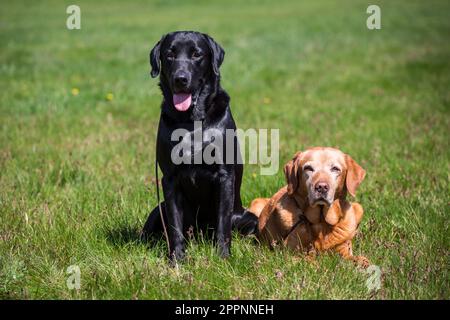 Labrador Retriever Stock Photo