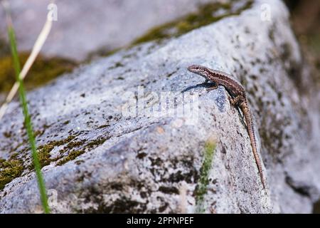 Common wall lizard (Podarcis muralis) on a white rock basking in the sun Stock Photo