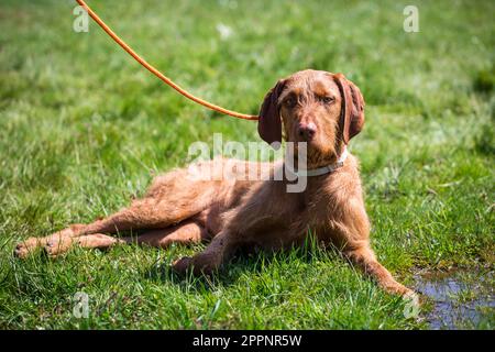 Wire-haired magyar vizsla, Hungarian pointer Stock Photo