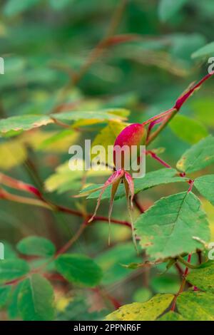 rosehip fruits or rosehip cinnamon Latin: Rosa majalis. Stock Photo