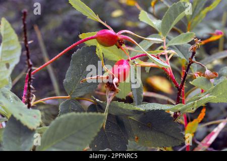 rosehip fruits or rosehip cinnamon Latin: Rosa majalis . Stock Photo