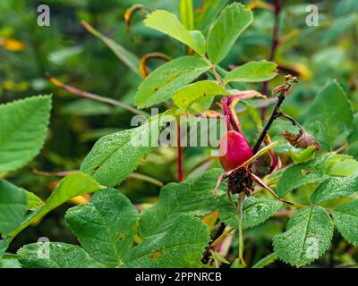 rosehip fruits or rosehip cinnamon Latin: Rosa majalis. Stock Photo
