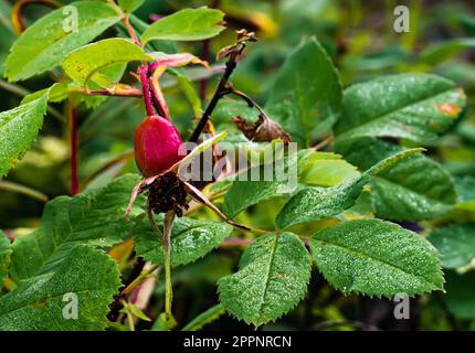 rosehip fruits or rosehip cinnamon Latin: Rosa majalis . Stock Photo