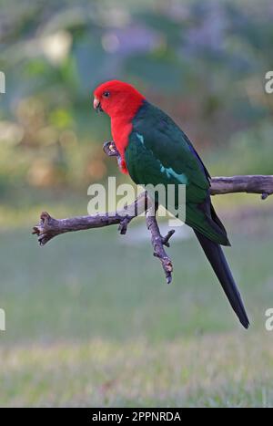 Australian King-parrot (Alisterus scapularis scapularis)  adult perched on branch  south-east Queensland, Australia.       March Stock Photo