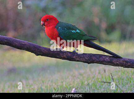 Australian King-parrot (Alisterus scapularis scapularis)  adult male walking on branch  south-east Queensland, Australia.       March Stock Photo