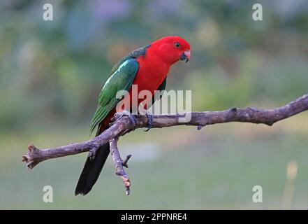 Australian King-parrot (Alisterus scapularis scapularis)  adult male perched on branch  south-east Queensland, Australia.       March Stock Photo