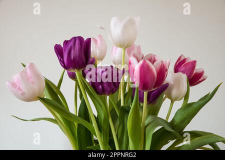 A bunch of pink, purple and white tulips Stock Photo