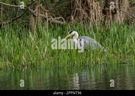 A grey heron (Ardea cinerea) UK wading in reeds looking for prey. Stock Photo
