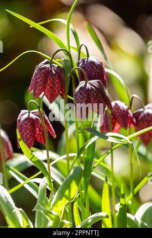 Fritillaria meleagris snake's head fritillary flowering in April in Scotland Stock Photo