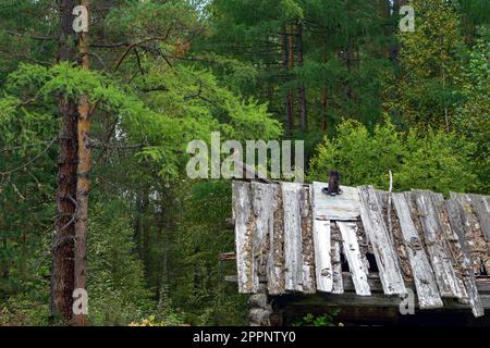 old roof of the house is made of boards. an old abandoned wooden house in the taiga. A hunting lodge in Siberia Stock Photo