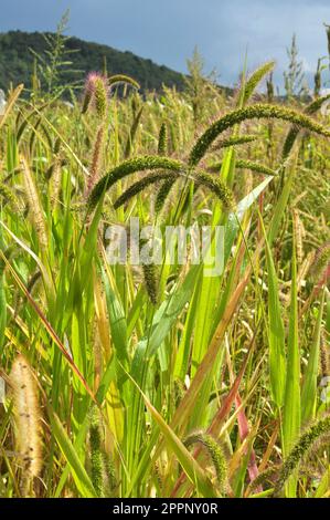 Setaria grows in the field in nature. Stock Photo
