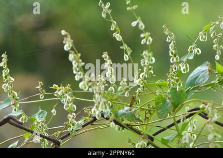 Wild shrub buckwheat (Fallopia dumetorum), which twists like a weed growing in the wild Stock Photo