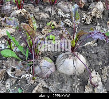 The red beet grows in open organic soil Stock Photo