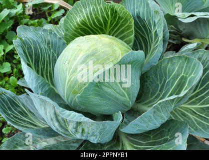 Cabbage grows in the organic open ground in the garden Stock Photo
