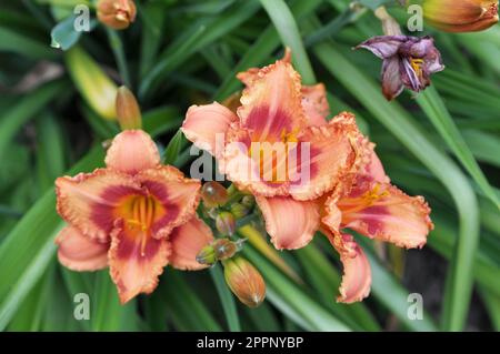 In spring, irises blossom in the flowerbed Stock Photo