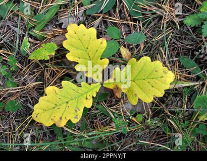 In nature, a young oak seedling grows with leaves Stock Photo