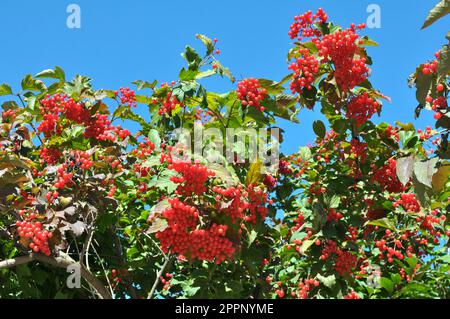 Guelder rose (Viburnum opulus) red berries ripen on the branch of the bush Stock Photo