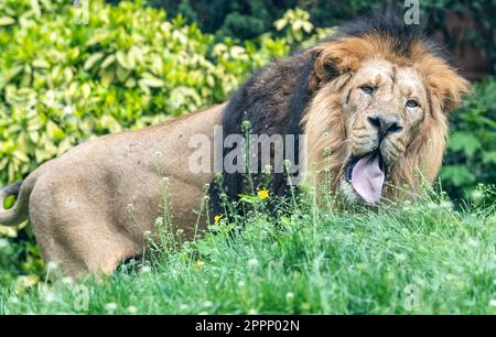 Male Asiatic lion (Panthera leo persica). The Asiatic lion is a population of Panthera leo leo that today survives in the wild only in India. Stock Photo