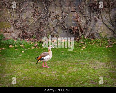 A lone city duck on the grass by the river Main in Frankfurt, Germany Stock Photo