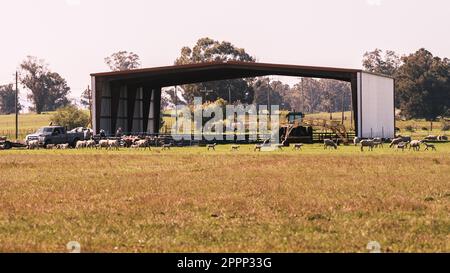 A Farm Shed and Lambs in Early April, rural California Stock Photo