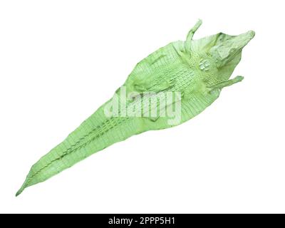 Genuine colored crocodile leather isolated on white background. Crocodile skin texture. Background of crocodile reptile leather Stock Photo