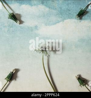 dandelion flowers on blue sky retro art background. Stock Photo