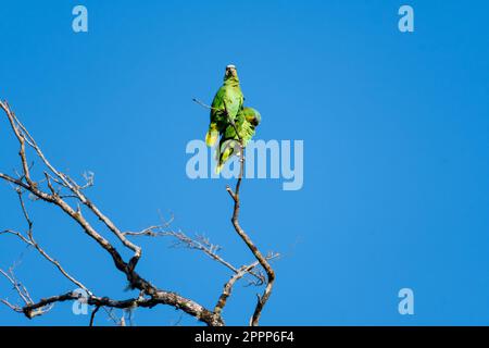 Cute parrots cuddling and loving on one another on top of a tree in the sunlight. Stock Photo