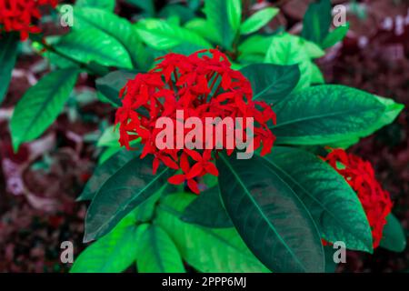 ixora casei red flower close up. Jungle geranium Stock Photo