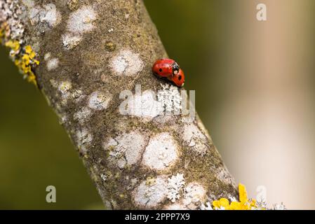 Mating ladybugs on the apple tree Stock Photo