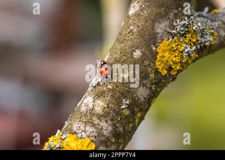 Mating ladybugs on the apple tree Stock Photo