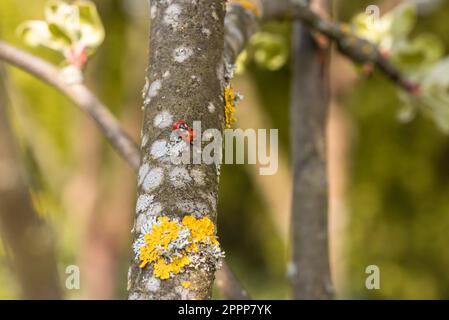 Mating ladybugs on the apple tree Stock Photo