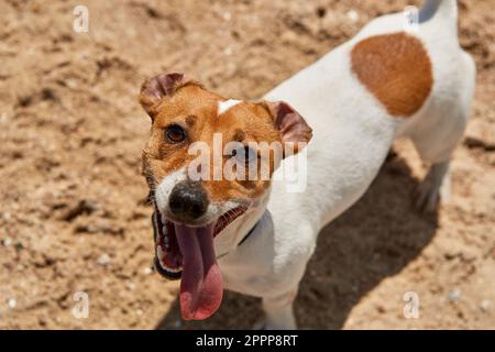 Funny Jack Russell dog looking in camera with a pink tongue sticking out. Cute pet posing for a photo Stock Photo
