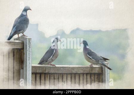 A digital watercolour painting of common wood pigeons, Columba palumbus of the dove and pigeon family perching on a fence in a UK suburban garden. Stock Photo