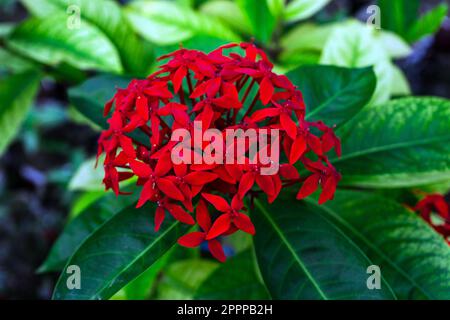 ixora casei red flower close up. Jungle geranium. Stock Photo