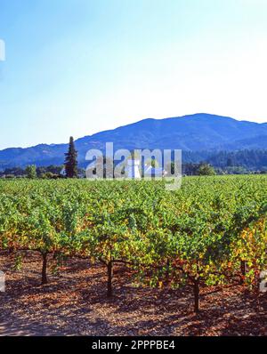 Whitehall Lane Winery, Napa Valley, St. Helena, California, United States of America Stock Photo