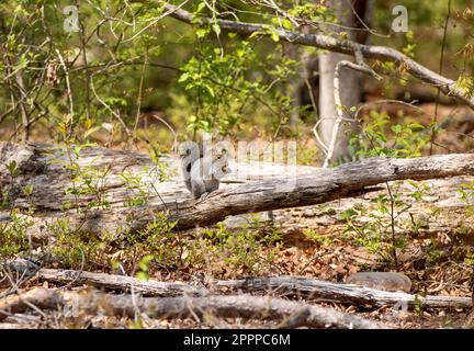 A grey squirrel feeding on acorns and watchful  on  a dead tree Stock Photo