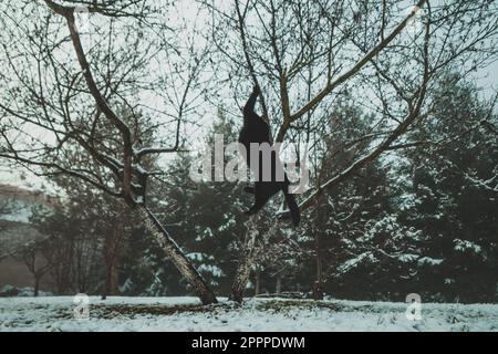 black cat jumping in snowy garden Stock Photo