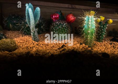 Different types of succulents on rocky ground with blooming flowers Stock Photo