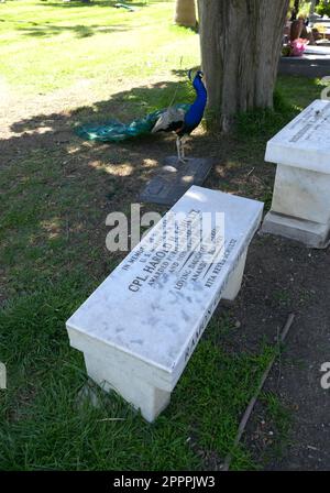 Los Angeles, California, USA 20th April 2023 A Peacock and Harold Henry Schultz Grave/Bench in Rose Garden at Hollywood Forever Cemetery on April 20, 2023 in Los Angeles, California, USA. World War II United States Marine. He served in the United States Marine Corps during World War II in Easy Company, 2nd Battalion, 28th Marine Regiment, 5th Marine Division. He participated in the February-March, 1945, Battle of Iwo Jima island, and was one of the six participates in the 2nd raising of the United States Flag over Mount Suribachi - an event captured by Associated Press photographer Joe Rosenth Stock Photo