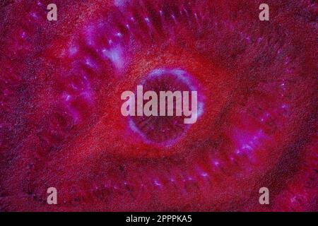 Fresh beetroot slice texture, close up. Red ripe beetroot surface background, macro. Top view Stock Photo