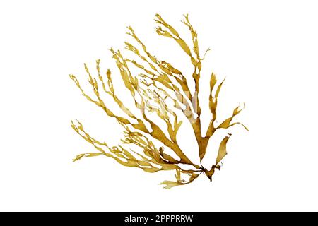 Brown dictyota seaweed branch isolated on white. Brown algae. Stock Photo