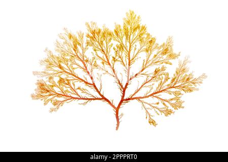 Red algae or rhodophyta branch isolated on white. Red seaweed. Stock Photo