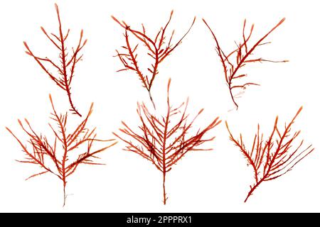 Red seaweed or rhodophyta branches set isolated on white. Red algae. Stock Photo