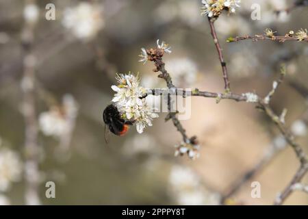 A Red-tailed Bumblebee (Bombus Lapidarius) Foraging on Blackthorn Flowers (Prunus Spinosa) in Early Evening Sunshine Stock Photo