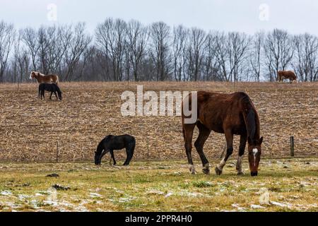 Belgian and other work horses in an Amish community in Central Michigan, USA [No property release; editorial licensing only] Stock Photo