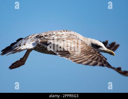Visual Rbano Bird Urban bird views from Istanbul sea gulls Stock Photo - Alamy