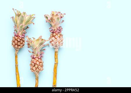 Decorative pineapples on blue background Stock Photo